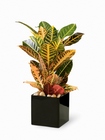 Croton Plant